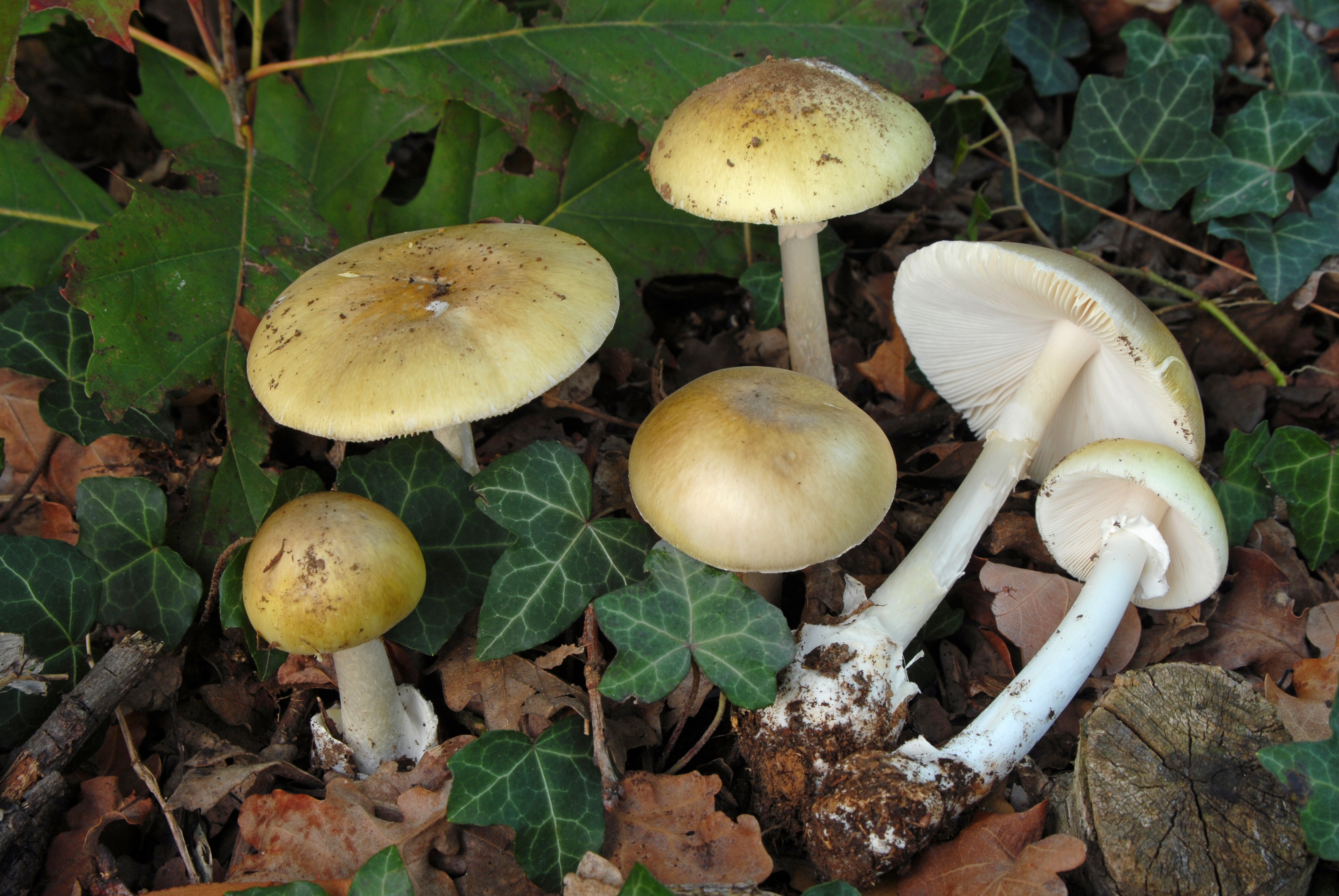 Foto Amanita phalloides